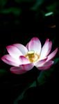 pic for lotus flower 